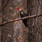 Migliora la flessibilità e la forza con Pilates